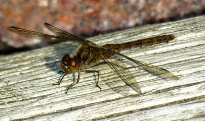 Dragonfly