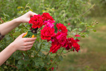 Girl cuts the bush (rose) with secateurs in the garden in sun summer day. Pruning the dry rose...