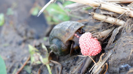 snails lay eggs in rice fields