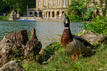 Ente am Monrepos