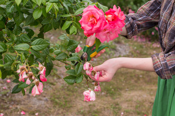 Girl prune the bush (rose) with secateurs in the garden in sun summer day. Cuting the dry rose flowers. Hand of the woman closeup.