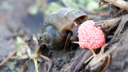 snails lay eggs in rice fields