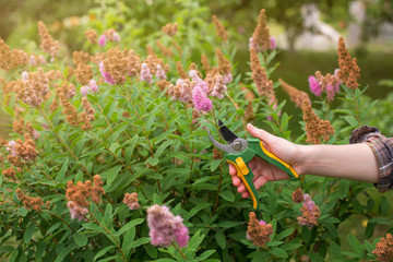 Girl prune the bush (spirea) with secateurs in the garden in sun summer day. Cuting the dry spirea flowers. Hand of the woman closeup.