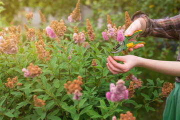 Girl cuts the bush (spirea) with secateurs in the garden in sun summer day. Pruning the dry spirea flowers. Hand of the woman closeup.