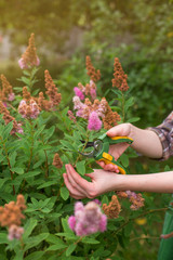 Fototapeta na wymiar Girl prune the bush (spirea) with secateurs in the garden in sun summer day. Cuting the dry spirea flowers. Hand of the woman closeup.