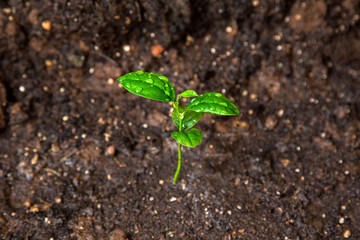 young lemon tree growing  in the soil. ecology concept