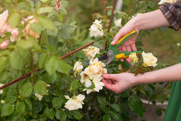 Girl prune the bush (rose) with secateurs in the garden in sun summer day. Cuting the dry rose...