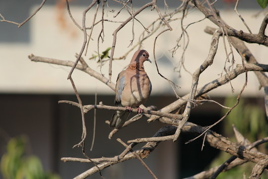 Beautiful Bird on Branch