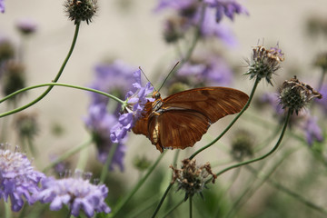 julia butterfly
