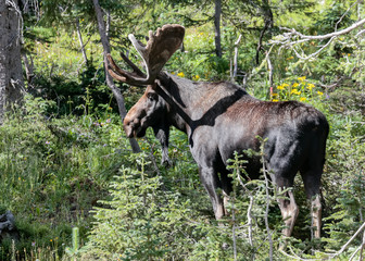 Shiras Moose in the Rocky Mountains of Colorado