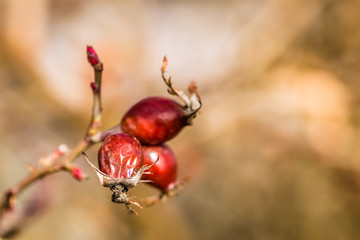 rosehips in the fall at sunset