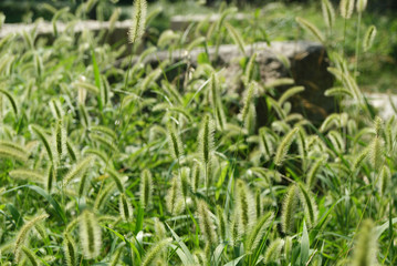 Grass flower background