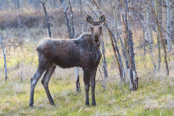 Obraz na płótnie Canvas Shiras Moose in the Rocky Mountains of Colorado
