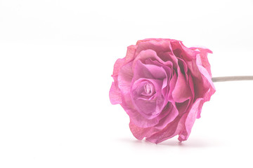 Pink rose in isolate white background.Soft pink flower color. 