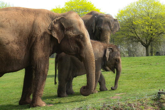 Eles Bilder Durchsuchen 16 Archivfotos, und Videos