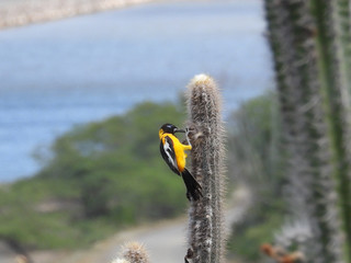 Oriole on Cactus