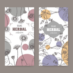 Set of two labels with Bellis perennis aka daisy and Atropa belladonna aka belladonna or deadly nightshade sketch.