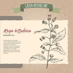 Atropa belladonna aka belladonna or deadly nightshade sketch. Green apothecary series. - obrazy, fototapety, plakaty