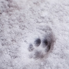 Fresh trace of cat's paw print on the white snow. Close-up.