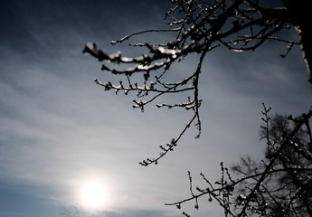 branches in winter against sky