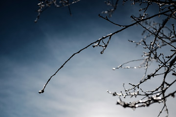branches in winter against sky