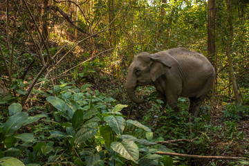 A picture of an Asian Elephant in the distance, eating part of a banana tree in the foothills of Northern Thailand