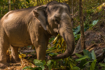 A close up shot of Asian Elephant eating part of a banana tree in the foothills of Northern Thailand