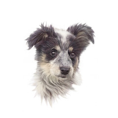 Portrait of a Dog. Cute puppy isolated on white background. Australian Shepherd. Hand drawn illustration. Animal art collection: Dogs. Good for print T shirt, pillow, cover, card. Design template