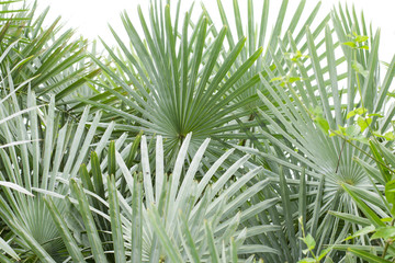 Palm tree White background