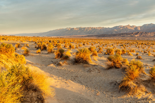 Arrowweed plants growing in a sand dune in a staggered pattern with plenty of space between, Devil's Cornfield, Death Valley, California