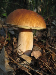 mushroom in the forest