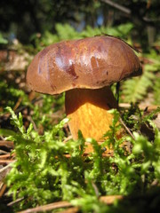 mushroom in moss