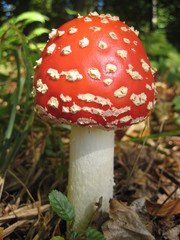 fly agaric mushroom in the forest