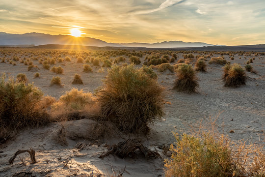 Arrowweed plants growing in a sand dune in a staggered pattern with plenty of space between, Devil's Cornfield, Death Valley, California