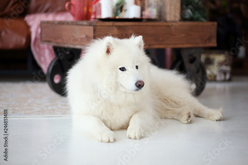 Samoyed Near The Sofa In Apartment Stock Photo And Royalty Free Samoyed Near The Sofa In Apartment