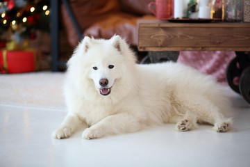 Samoyed near the sofa in the apartment