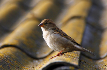 Young sparrow on the edge of the roof
