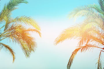 Tuinposter Palmboom Twee buigende palmbomen op getinte vanille roze peachy hemel gouden zonnevlam. Kaderrand samenstelling. Tropische natuur achtergrond. Reislust op het strand. Ruimte kopiëren