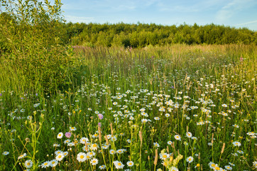 Obraz premium Field of daisies in summer
