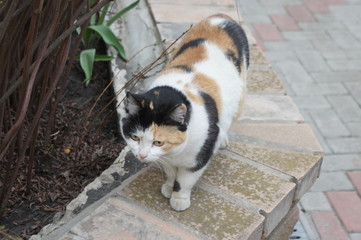 cats walking and plying