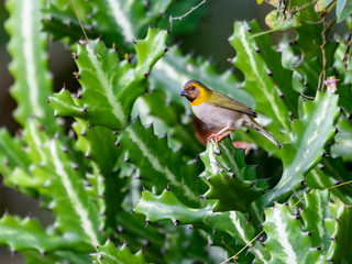 Female Cuban Grassquit