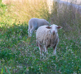 Sheep in the field looking to the front
