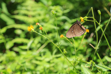 Natur und Artenschutz: Brauner Tiger Schmetterling auf einer Blume sitzend auf dem Peak in Hongkong