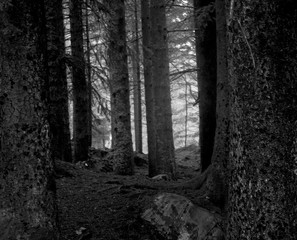 woodland black and white