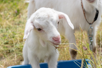 Fototapeta premium Baby of goat, Otaki town, Chiba prefecture, Japan
