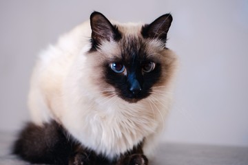 domestic fur animal cat balinese. background.