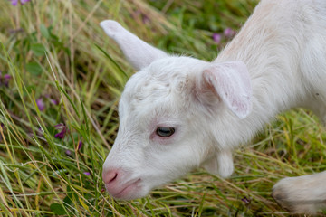 Obraz premium Baby of goat, Otaki town, Chiba prefecture, Japan