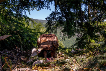 Bird of prey Golden Eagle female taking care about two weeks old chick on the nest in dense pine forest, northern Slovakia