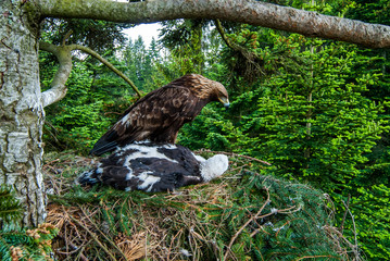 pinenaturaladultaquila chrysaetosavianbirdbird of preycarnivorechickclawseagleelegantendangeredeuropeeyefalconryfaunafeatherfeedingforestfreedomgoldengolden eaglegolden headhunterhuntingjuvenilemajest