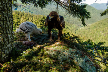 Bird of prey Golden Eagle female taking care about month old chick on the nest in dense pine...